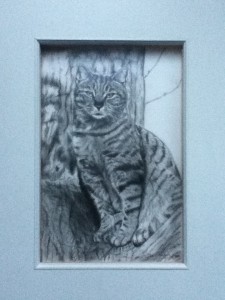 shirley hendley - Artwork my cat